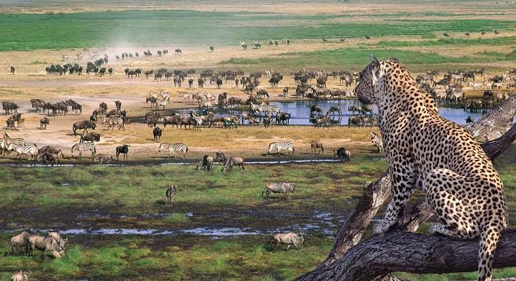 Serengeti-National-Park
