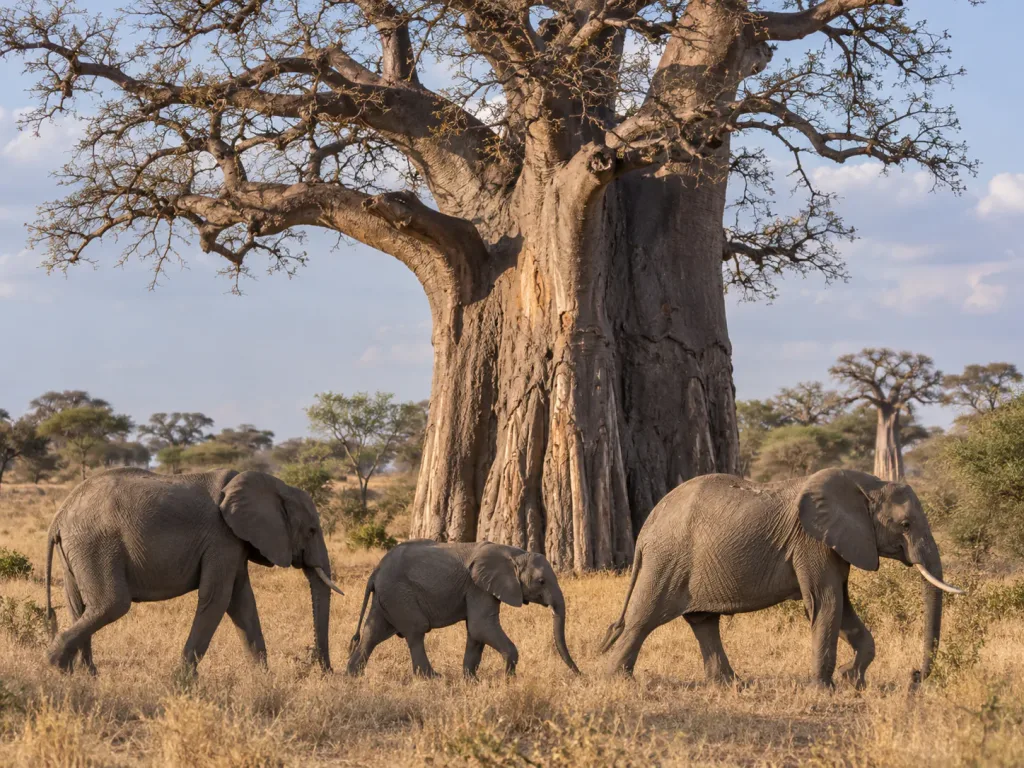 An elephant family walking beneath a giant baobab in Tarangire National Park