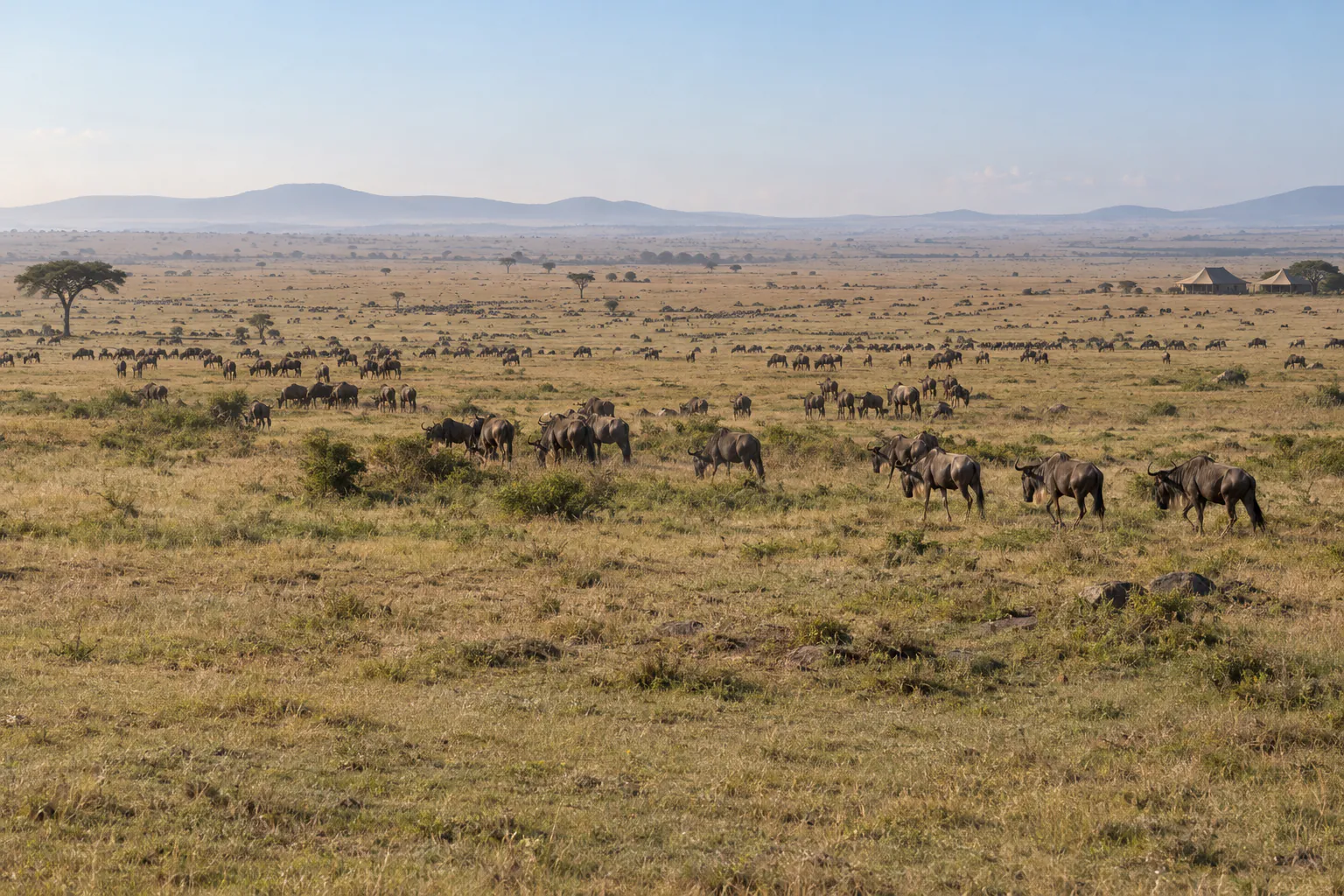 Great Migration herds spread across the Serengeti plains
