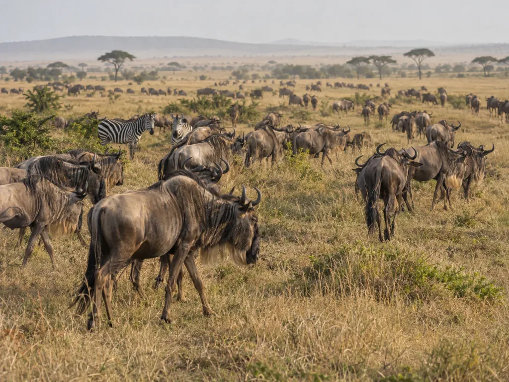 Wildebeest and zebra of the Great Migration grazing in the Maasai Mara