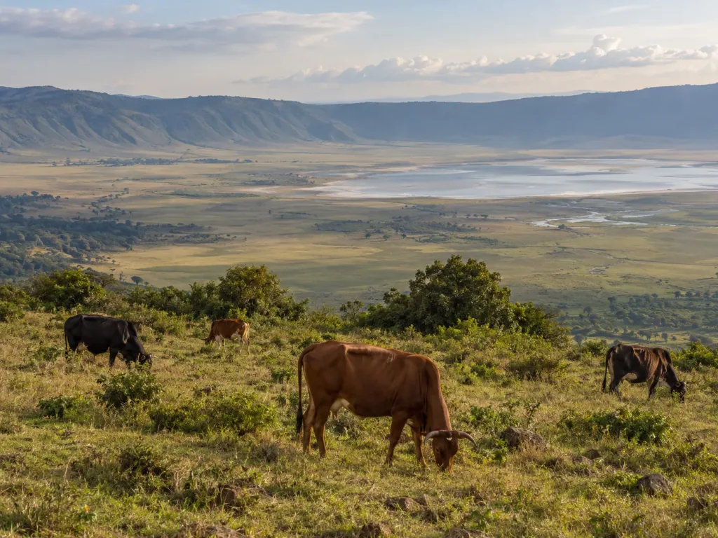 Maasai cattle grazing on the Ngorongoro Crater rim above the crater floor