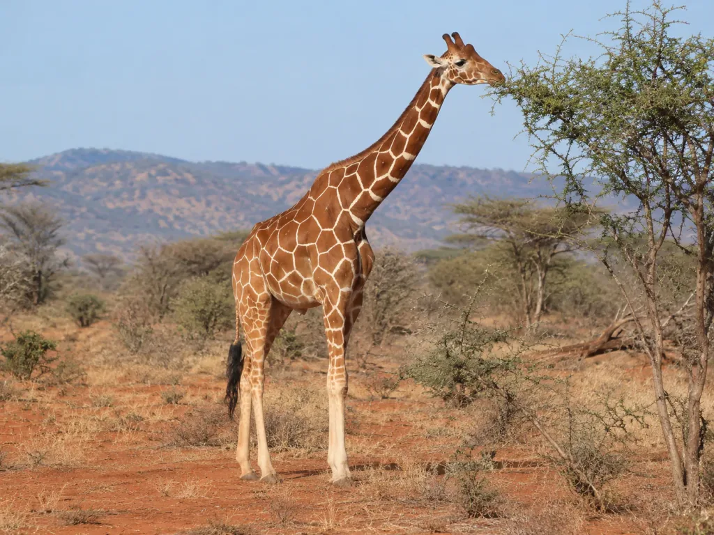 A reticulated giraffe browsing an acacia in Samburu, Kenya