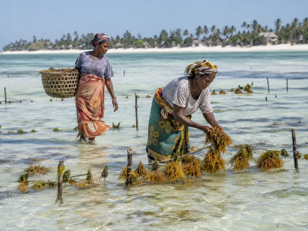 Women tending seaweed farms in the turquoise shallows at Jambiani, Zanzibar
