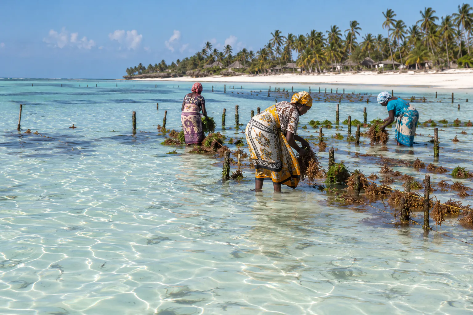 Seaweed farmers in the clear shallows of the Swahili coast