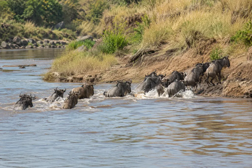 Wildebeest crossing the Mara River