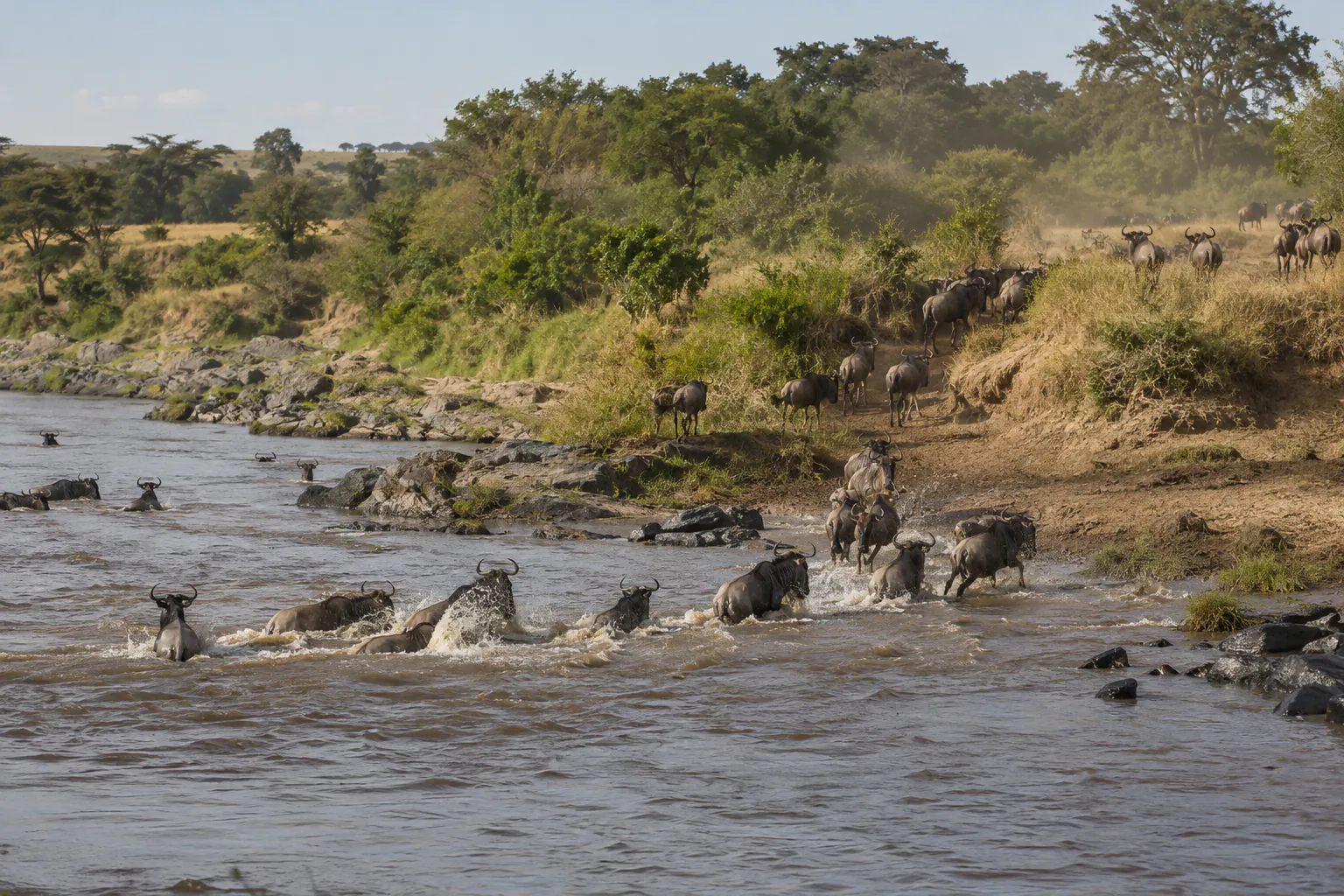 Wildebeest crossing the Mara River during the Great Migration, Kenya